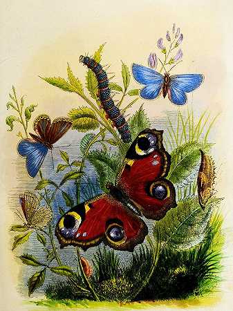亨利·诺尔·汉弗莱斯的《蝴蝶馆或昆虫之家》第1页