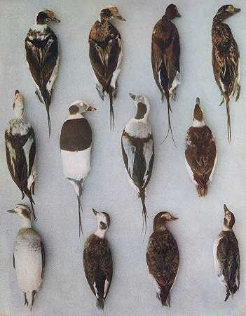 John Guille Millais的《长尾鸭（成年雄性和成年雌性）的羽毛》