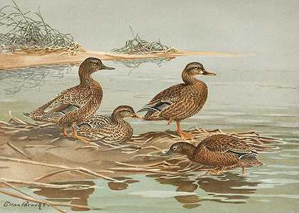 Allan Brooks的《夏威夷鸭，Oustalet’s Gray Duck》