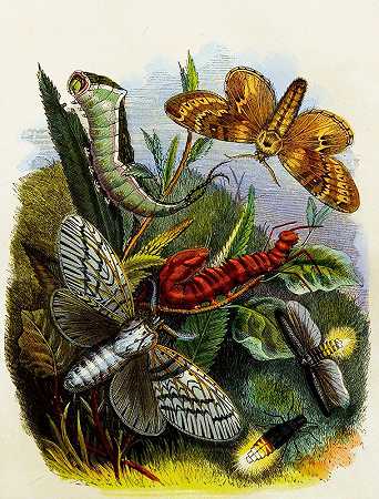 亨利·诺尔·汉弗莱斯的《蝴蝶馆或昆虫之家》第4页