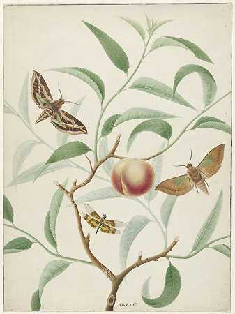 赫曼努斯·德·维特的《树枝上的桃子与两只外国蝴蝶和一只蜻蜓》