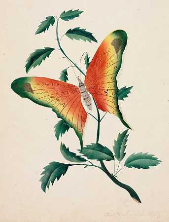 玛丽·阿尔塔·尼姆斯的《玫瑰布什与蝴蝶》