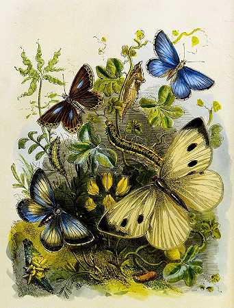 亨利·诺尔·汉弗莱斯的《蝴蝶馆或昆虫之家》第二集