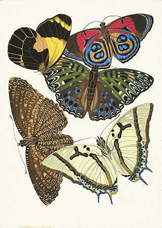 “Papillons，第12页，Emile Allain Séguy著