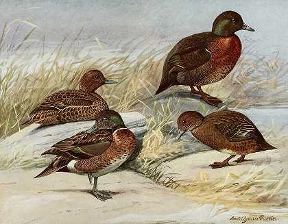 路易斯·阿加西斯·福特斯的《棕色鸭子，奥克兰岛鸭子》