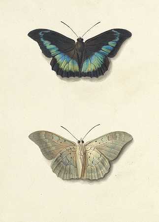 乔治·雅各布斯·约翰内斯·范·奥斯的蝴蝶俯视图和仰视图