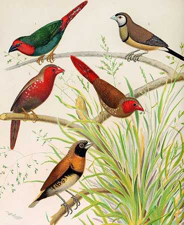 W.A.Blakston的《鹦鹉雀、比切诺雀、澳大利亚深红雀、栗胸雀》