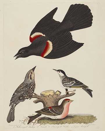 亚历山大·劳森（Alexander Lawson）的《红翼椋鸟》、《雌性红翼椋鹰》、《黑调莺》和《小红调》
