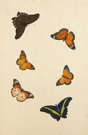 尼古拉斯·斯特鲁克的《六只蝴蝶的研究》