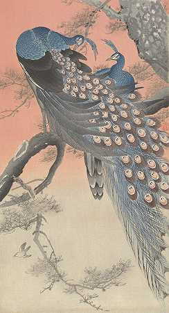 《树枝上的两只孔雀》作者：Ohara Koson