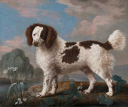 乔治·斯塔布斯（George Stubbs）的《棕色和白色诺福克或水猎犬》