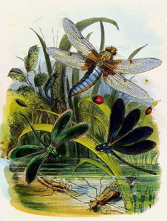 亨利·诺尔·汉弗莱斯的《蝴蝶馆或昆虫之家》第5页