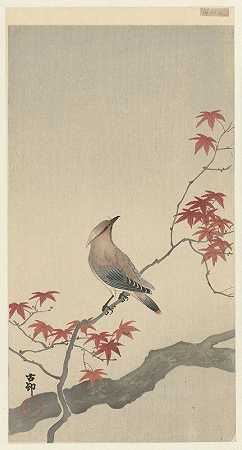 《枫树上的日本蜡翅》作者：Ohara Koson
