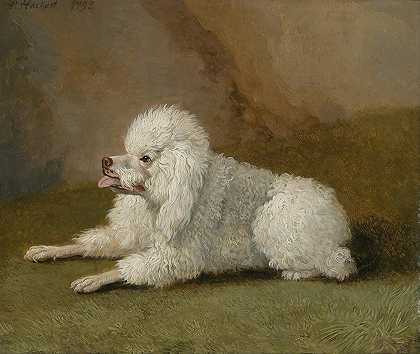 雅各布·菲利普·哈克特的《贵宾犬肖像》