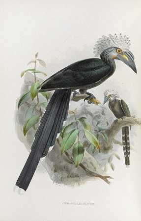 Daniel Giraud Elliot的“Anorhinus leucolophus”