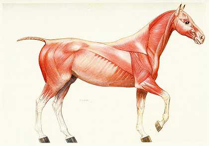 阿梅迪奥·约翰·恩格尔·特尔齐的《马的肌肉系统》