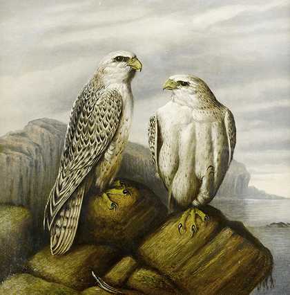 约瑟夫·沃尔夫（Joseph Wolf）的《落基悬崖上的陀螺猎鹰》（Gyr Falcons On A Rocky Ledge）