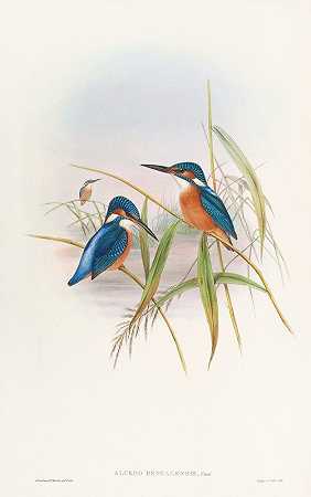 约翰·古尔德的《印度翠鸟》