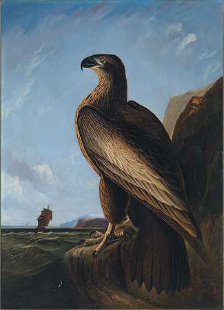 约翰·詹姆斯·奥杜邦的《华盛顿海鹰》