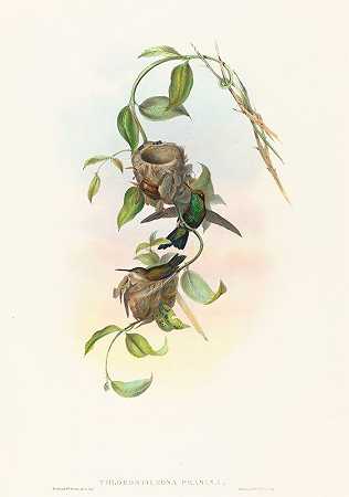 John Gould的“Chlorostilbona prasina（Puncheran’s Emerald）”