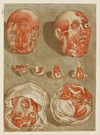 阿诺德·高蒂埃（Arnauld Gautier d’Agoty）的《四个带有眼睛细节的解剖头部》