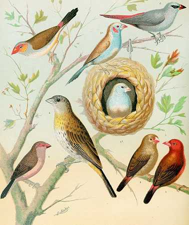 W.A.Blakston的《蜡笔鸟、藏红花雀、非洲火雀》