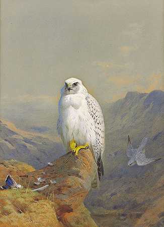 阿奇博尔德·索本（Archibald Thorburn）的《一只在岩石露头上的格陵兰猎鹰》