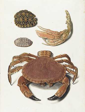约翰·古斯塔夫·霍赫的《一只螃蟹、一把螃蟹剪刀和两只龟盾》