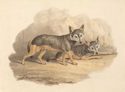 塞缪尔·霍伊特的《两只鬣狗》