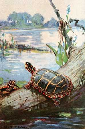 罗伯特·布鲁斯·霍斯福尔（Robert Bruce Horsfall）的《彩绘海龟》
