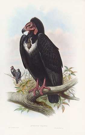 约翰·古尔德的《黑秃鹫》