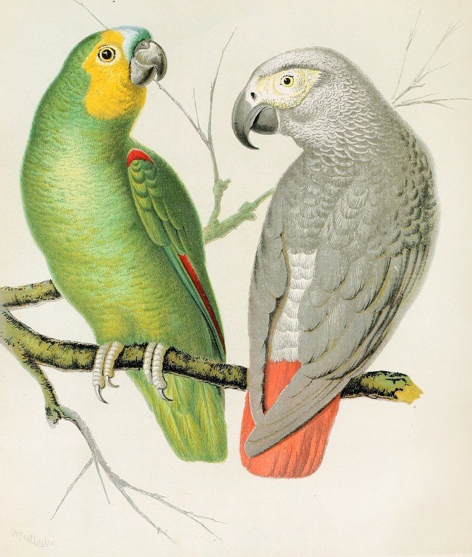 “亚马逊鹦鹉，灰鹦鹉”W.A.Blakston著