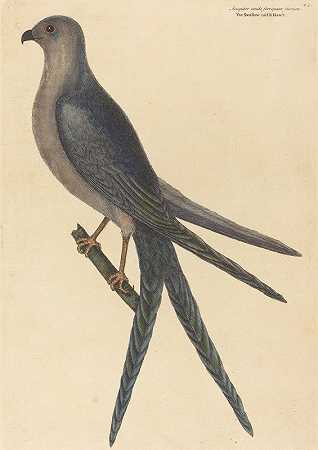 马克·凯茨比的《燕尾鹰》（Falco furcatus）