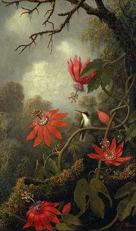 马丁·约翰逊·海德的《蜂鸟与百香花》