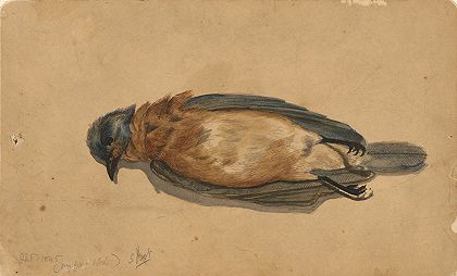 约翰·拉法奇的《死鸟》