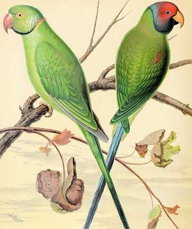W.A.Blakston的《环颈鹦鹉，梅花头鹦鹉》