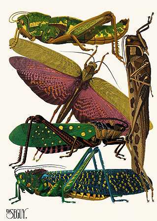 埃米尔·艾伦·塞盖伊的《昆虫Pl.18》