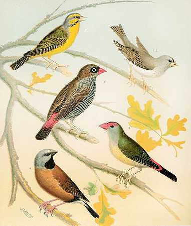 W.A.Blakston的《雀鸟与澳大利亚蜡鸟》