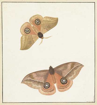 保卢斯·诺夫的《两只蝴蝶》