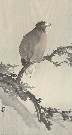 《树枝上的白尾鹰》作者：Ohara Koson