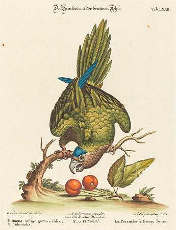 Johann Sebastian Leitner的《西齿小喙鹦鹉》