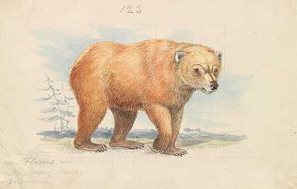 查尔斯·汉密尔顿·史密斯的《棕熊》
