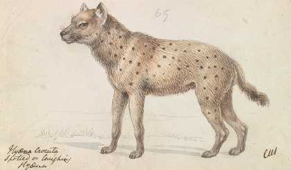 查尔斯·汉密尔顿·史密斯的《斑点鬣狗》
