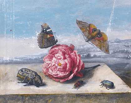 Margareta de Heer的《石头上的玫瑰周围有昆虫的静物》