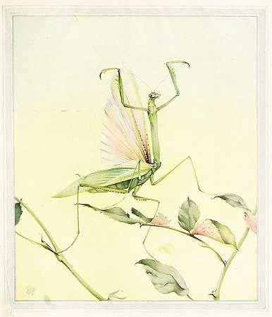 爱德华·朱利叶斯·德莫尔德的《祈祷的螳螂》