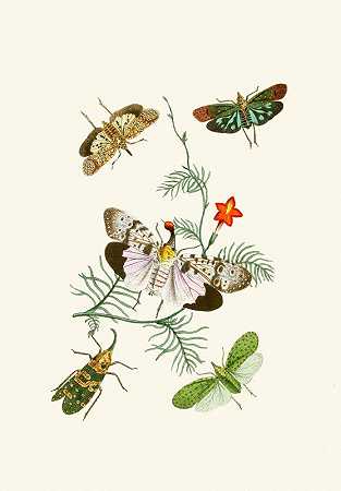 约翰·奥巴迪亚·韦斯特伍德的《东方昆虫学第四卷》