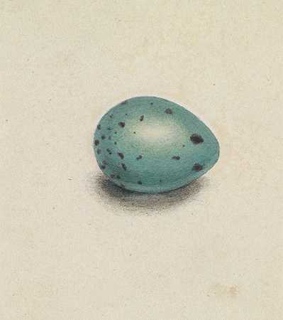 詹姆斯·索尔比的《鸟蛋》