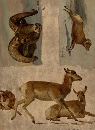 Albert Bierstadt对大角羊和羚羊的研究