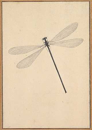 尼古拉斯·斯特鲁克的《蜻蜓》