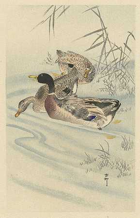 Ohara Koson的《浅水中的三只鸭子和芦苇》